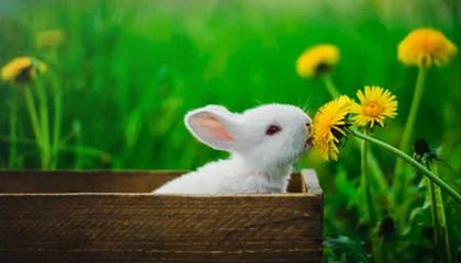 fb体育注册网址-迎头赶上：骑士与尼克斯的对决或将有意外之喜，骑士vs尼克斯23分逆转