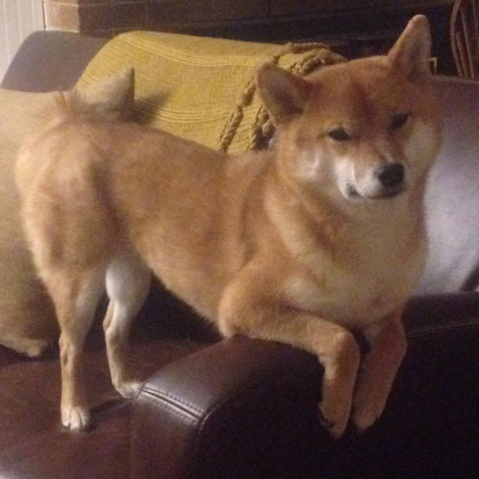 fb体育投注-移动体育大数据助力中国篮球战术分析与提升，中国篮球数据网