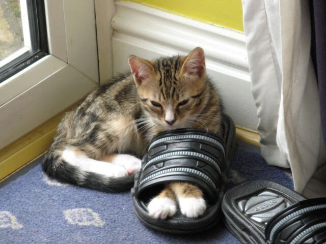 FB体育在线-LCK战队战术风格多样化，lck各战队选手名单