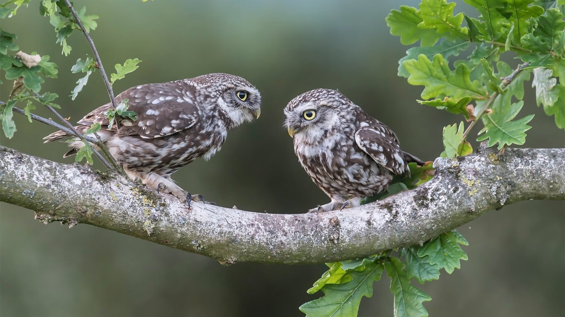 FB真人电子游戏-欧洲杯预选赛的惊险一幕：胜负悬念揭晓，欧洲杯预选赛比赛结果