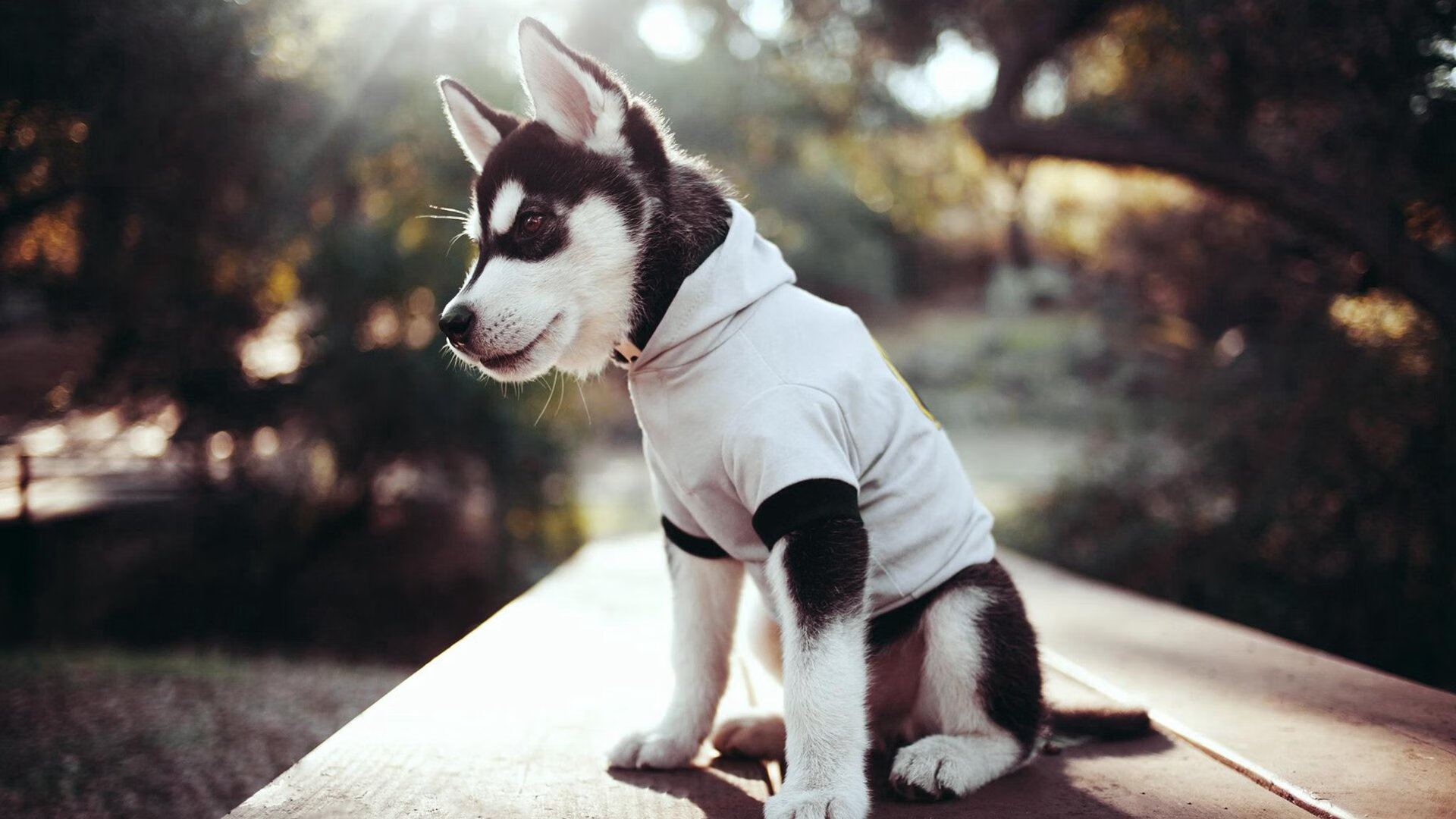 fb体育官网入口-火箭击败雷霆壮大-领先东区半决赛，火箭对雷霆揭幕战