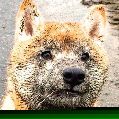 fb体育官网网页版-瑞典惊险战平波兰，悬念大增欧锦赛出线，瑞典和波兰比赛预测