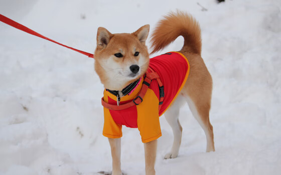 fb体育网站-勒沃库森围绕中路组织展开压迫，勒沃库森吧