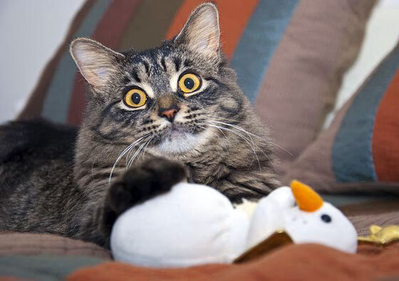 FB SPORTS-山西龙狮积极引导新人快速融入比赛体系，龙狮比赛视频