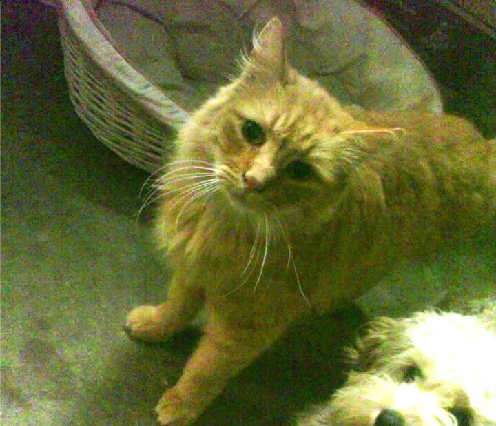 fb体育官网电脑版-拜仁替补球员贡献关键助攻，拜仁替补中锋