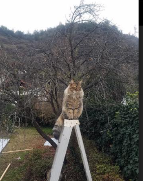 fb体育官网电脑版-深圳领航队防守效率提升令对手难以得分，深圳队领航者