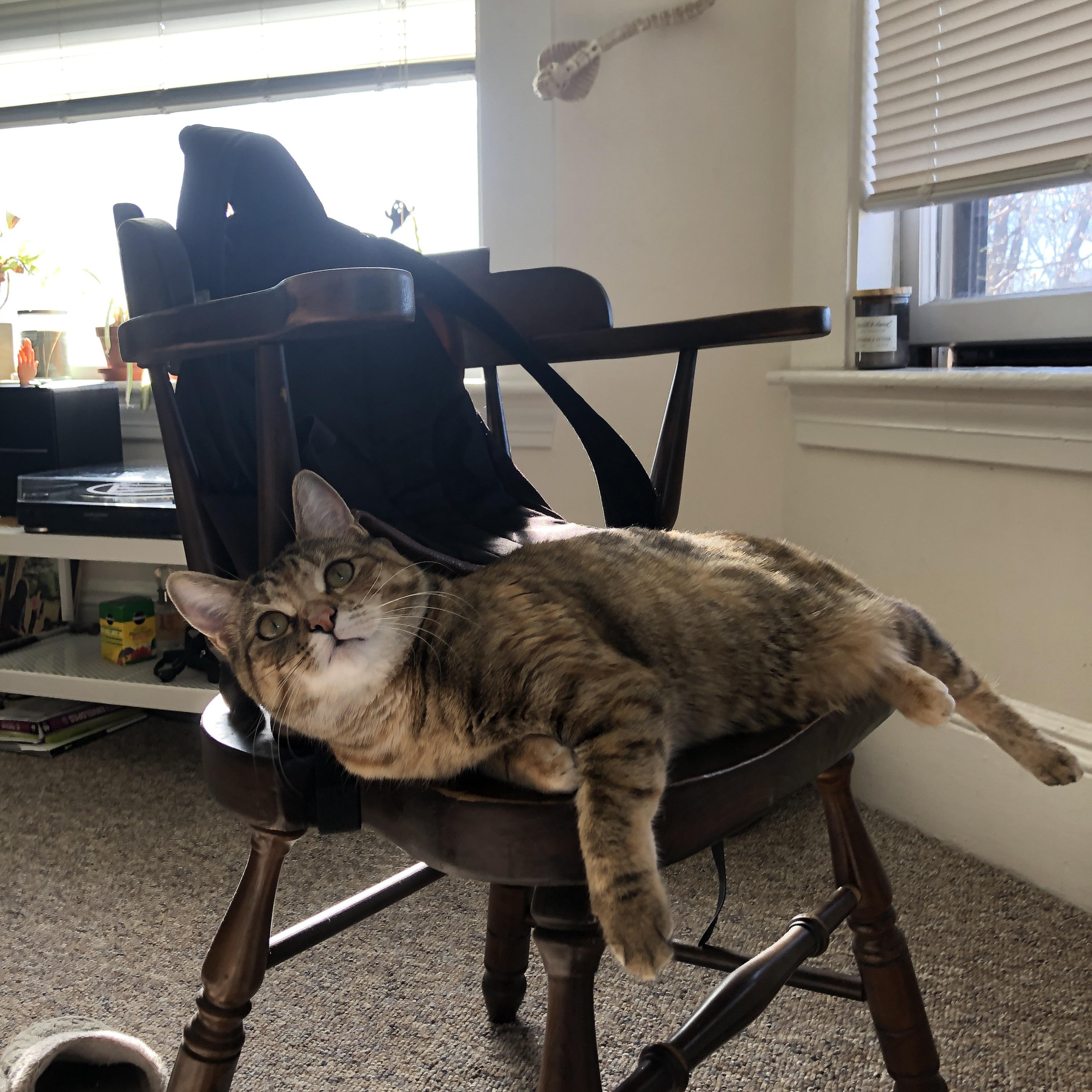 fb体育APP-达米恩·麦肯齐：全黑队的进攻先锋，速度与技巧并存